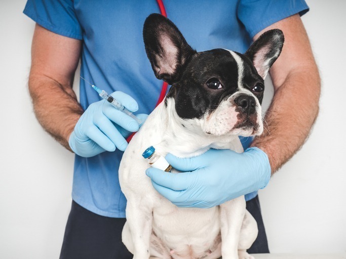 vets-on-demand-redefine-the-future-of-pet-healthcare