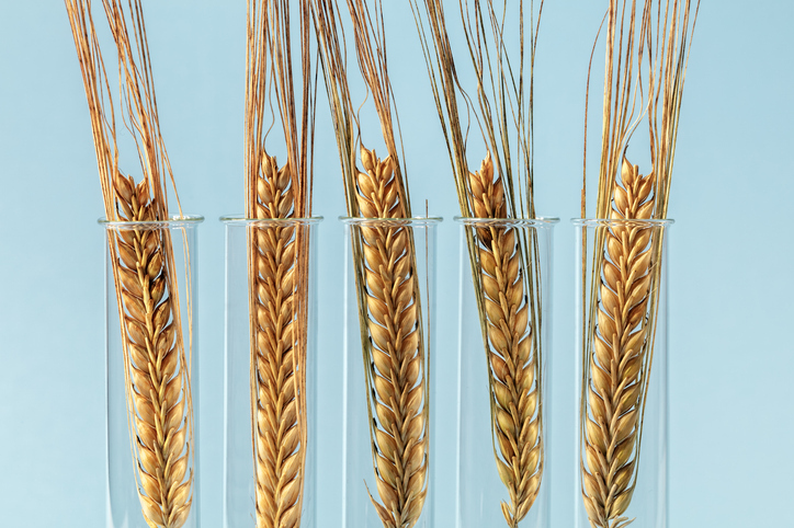 why-climate-resilient-crops-face-global-hurdles-with-cimate-change