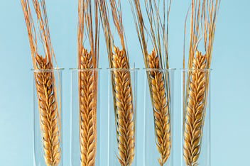 why-climate-resilient-crops-face-global-hurdles-with-cimate-change