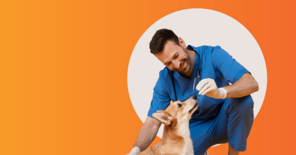 Man feeding treat to corgie dog
